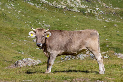 Cow on field