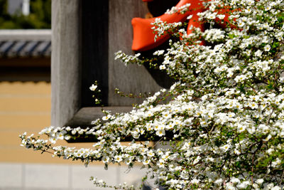 Close-up of white flowers