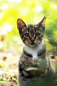 Close-up portrait of cat against blurred background