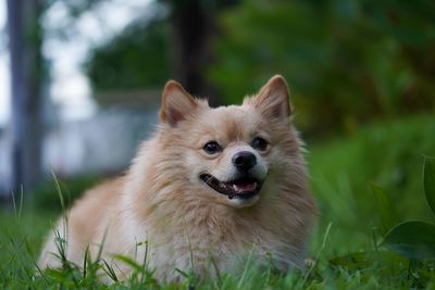 The dog crouched on the grass with a light in the background.