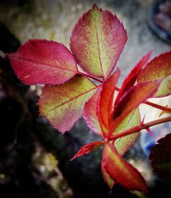 Close-up of maple leaf during autumn