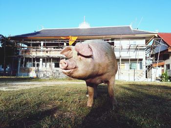 View of a horse on field against building