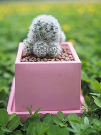 Close-up of succulent plant