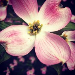 Close-up of pink flowers