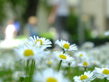 Close-up of daisies blooming outdoors