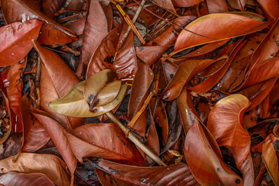 Full frame shot of dry leaves