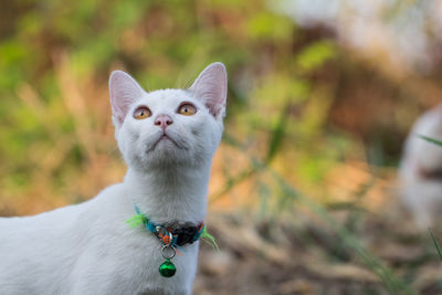 Close-up portrait of a cat