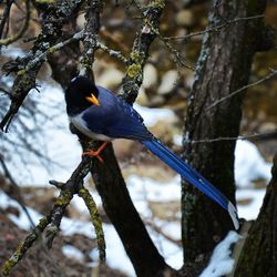 Bird perching on tree branch