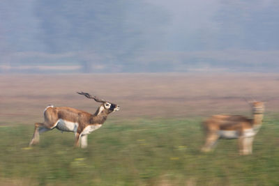 Flock of deer running on field