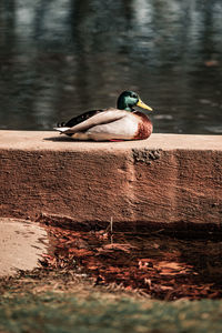 Bird on a lake