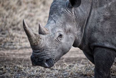 Close-up of a rhino on field