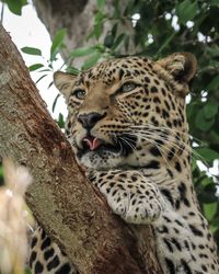 Tiger in a tree