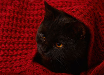 Young black cat with orange eyes lies under a red knitted blanket. . selective focus close up image.