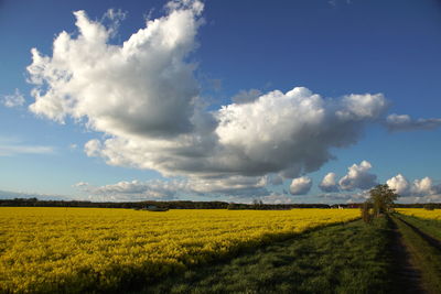 Scenic view of field against sky