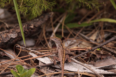 Brown anole lizard anolis sagrei climbs on grass and leaves in immokalee, florida