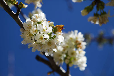 Close-up of apple blossoms in spring