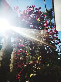 Low angle view of sunlight streaming through plants