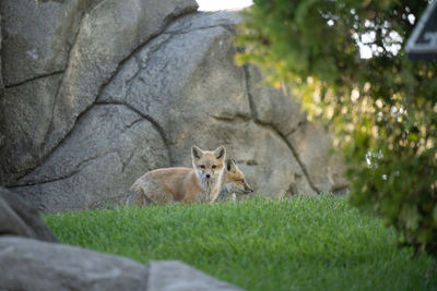 Red fox kit has spotted you while walking in the grass on a sunny day