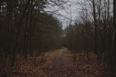 Dirt road in forest