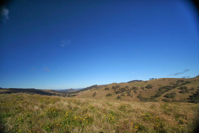 Scenic view of field against clear blue sky