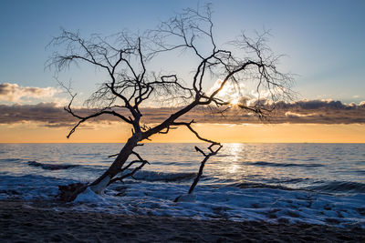 Bare tree by sea against sky during sunset