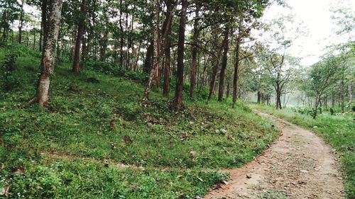 View of trees in forest