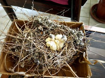 High angle view of birds in nest