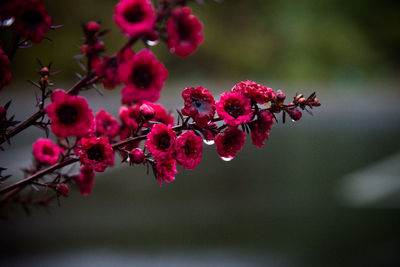 Close-up of pink cherry blossoms on tree