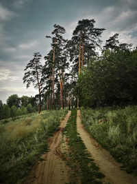 Road amidst trees in forest against sky