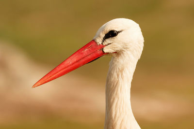 Close-up of a bird against blurred background