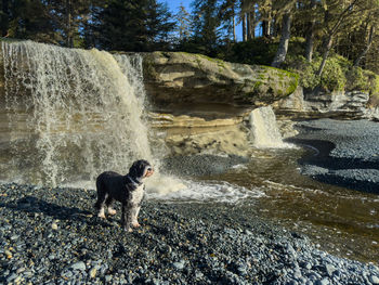 Dog running in lake