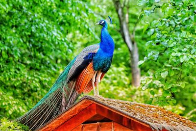 Peacock perching on a bird