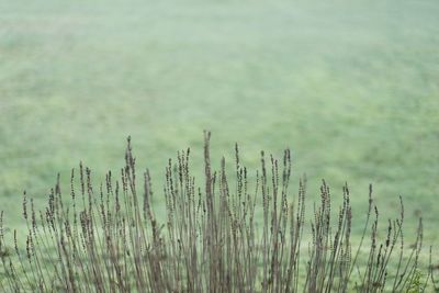 Close-up of stalks in field against sky