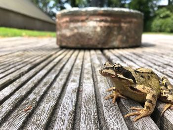 Close-up of frog on wood