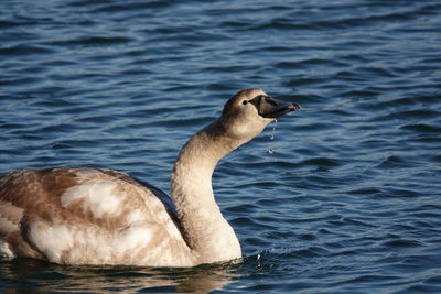 Close-up of duck swimming in lake