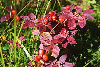 Close-up of red flowers