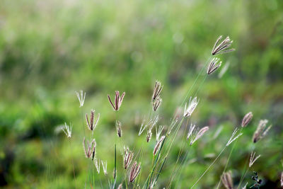 Close-up of flowering plant on field