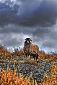 View of an animal on field against sky