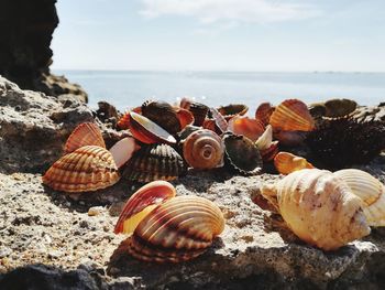 Close-up of shells on beach