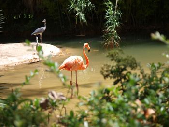 Birds in water