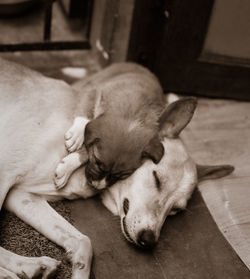 Dog sleeping