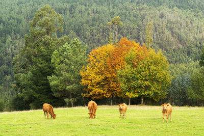 Cows and calves grazing in green field , galicia , spain