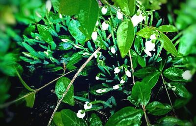 Close-up of green leaves