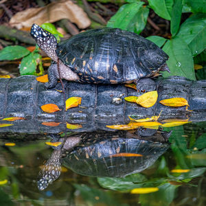 Close-up of a turtle in a water