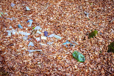 High angle view of leaves on field during autumn