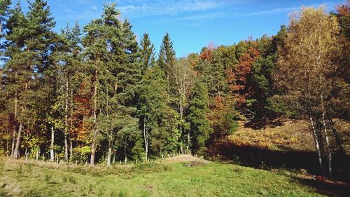 Trees in forest during autumn