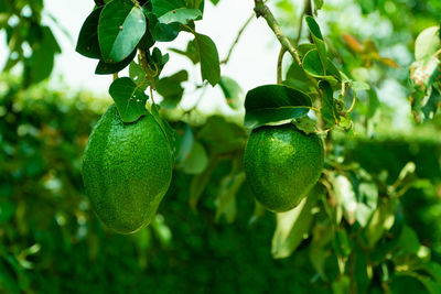 Avocado fruit in the tree