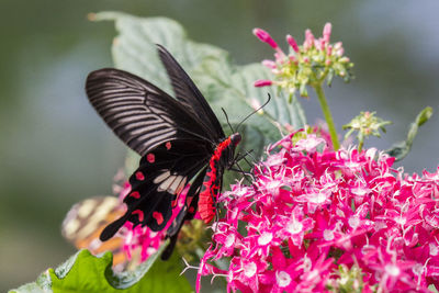 Close-up of butterfly pollinating on pink flower