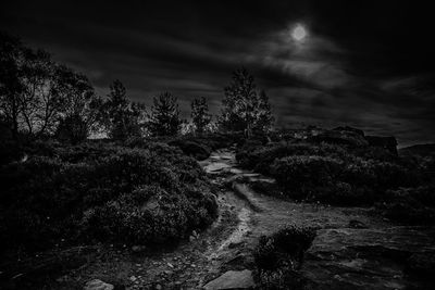 Plants growing on land against sky in forest