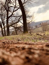 Surface level of bare trees on field against sky